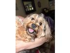 Adopt Moby a Yorkshire Terrier