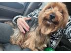 Adopt Mickey a Yorkshire Terrier