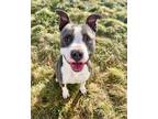 Adopt Ruger 82973 a American Staffordshire Terrier