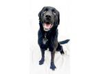 Adopt Hooty 83626 a Black Labrador Retriever