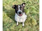 Adopt Domino 81360 a Pit Bull Terrier, Australian Cattle Dog / Blue Heeler