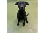 Adopt Ryan 82698 a Black Labrador Retriever, Pit Bull Terrier