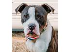 Adopt Rush a American Staffordshire Terrier