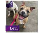 Adopt Levi a American Staffordshire Terrier
