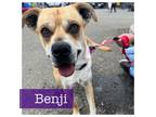 Adopt Benji CP a Boxer, Husky