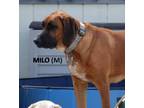 Adopt Hazzard Crew : Cooter (Milo) a Bloodhound