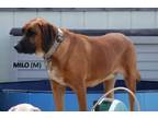 Adopt Hazzard Crew : Cooter (Milo) a Bloodhound