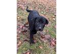 Adopt Am Dawgs : Amos a German Shepherd Dog, Labrador Retriever