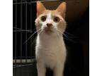 Adopt Franklyn a Domestic Short Hair