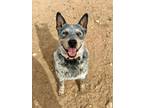 Adopt Ripp a Australian Cattle Dog / Blue Heeler