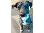 Adopt DRACO a Catahoula Leopard Dog, Italian Greyhound