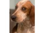 Adopt Champie a Beagle, Bluetick Coonhound