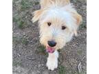 Adopt Bristle a Norfolk Terrier