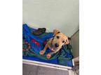 Adopt Gordy a Black Mouth Cur, Mixed Breed