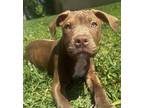 Adopt Brownie a American Staffordshire Terrier, Mixed Breed