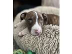 Adopt Cannoli a American Staffordshire Terrier, Mixed Breed
