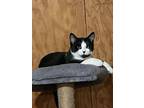 Adopt Peanut a Domestic Short Hair