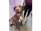 Adopt MUD BUD* a Chesapeake Bay Retriever, Mixed Breed