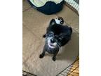 Adopt Sampson a Pomeranian