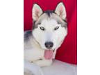 Adopt BEN a Husky