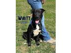 Adopt Wyatt a Labrador Retriever