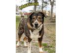 Adopt Maxwell a Bernese Mountain Dog, Australian Shepherd