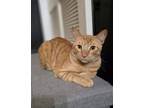 Adopt Bailey a Domestic Short Hair