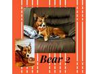 Adopt Bear 2 a Collie, Cardigan Welsh Corgi