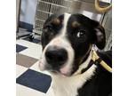 Adopt Scooter a Mixed Breed