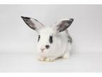 Adopt Hermes a American, Hotot