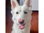 Adopt Ziggy a Husky, White German Shepherd