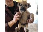 Adopt Joe a Chocolate Labrador Retriever, American Staffordshire Terrier