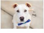 Adopt Boo a Yellow Labrador Retriever, Mixed Breed