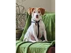 Adopt George a Hound, English Pointer