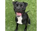 Adopt Capone a Mixed Breed