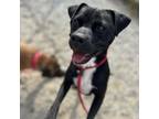 Adopt Capone a Mixed Breed