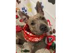 Adopt Huckleberry a Pit Bull Terrier