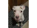 Adopt Valentino a Pit Bull Terrier