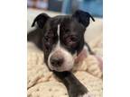 Adopt Zeus a Pit Bull Terrier