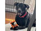 Adopt Choco a Black Labrador Retriever