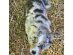 Tiny Blue merle female