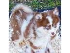 Mutt Puppy for sale in Punta Gorda, FL, USA