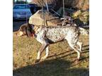 Adopt Rust a Bluetick Coonhound