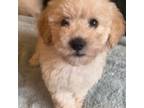 Maltipoo Puppy for sale in Fontana, CA, USA