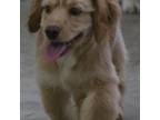 Cock-A-Poo Puppy for sale in Adair, IA, USA