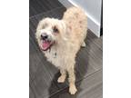 Adopt Cashi a Wheaten Terrier, Wirehaired Terrier