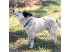Adopt Dots a Australian Cattle Dog / Blue Heeler, Australian Shepherd