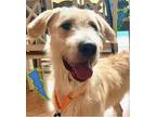 Adopt Milo a Labradoodle