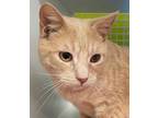 Adopt Snare a American Shorthair, Domestic Short Hair