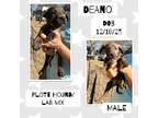 Adopt Deano a Plott Hound, Labrador Retriever